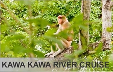 Kawa Kawa Wetland River Cruise